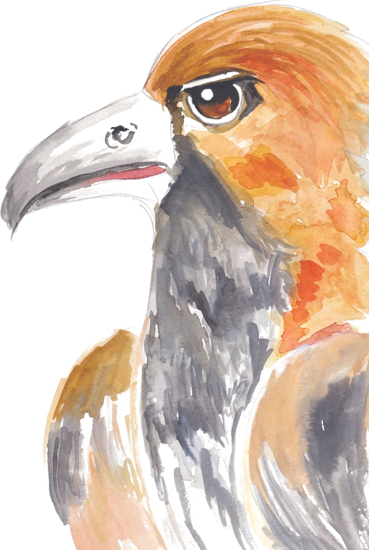 Golden Hawk: A hawk with amber eyes and soft grey feathers, painted in loose watercolor.