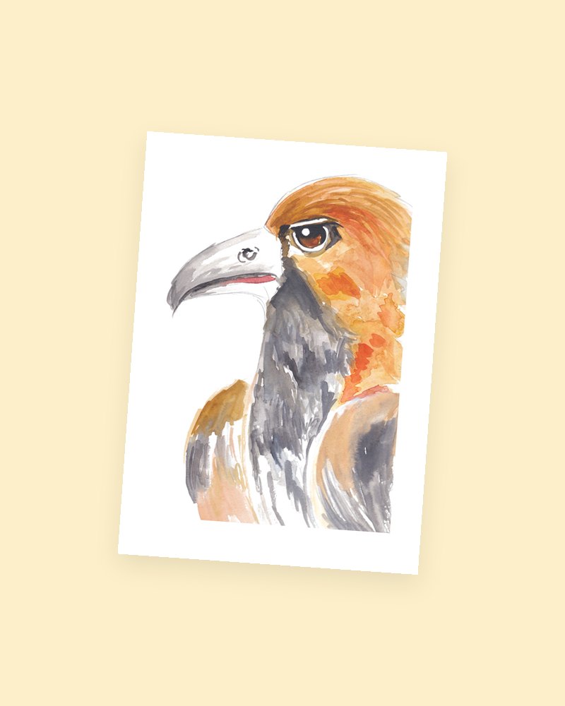 Golden Hawk postcard