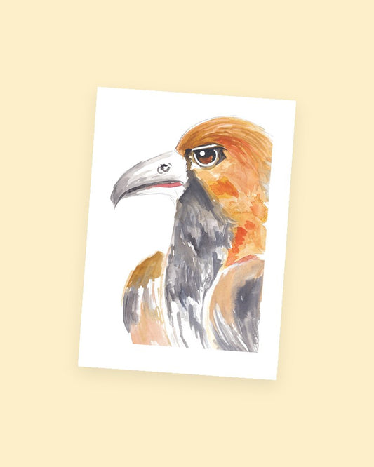 Golden Hawk postcard