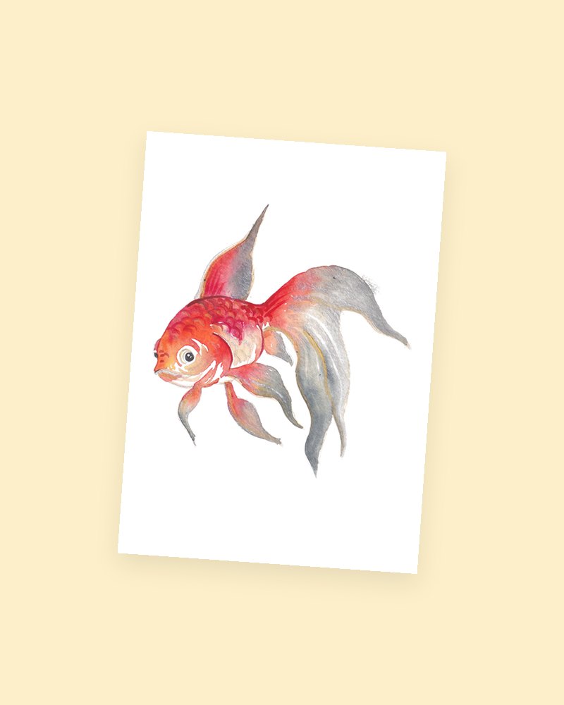 Koi Fish postcard