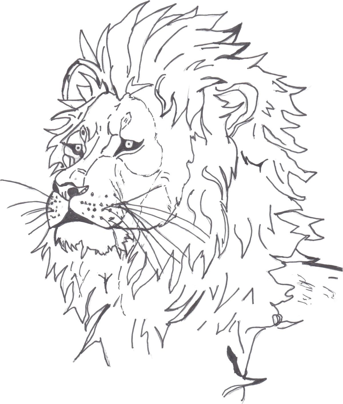 Lion Sketch: A proud lion drawn in fine pen lines.